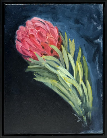 Pink Protea