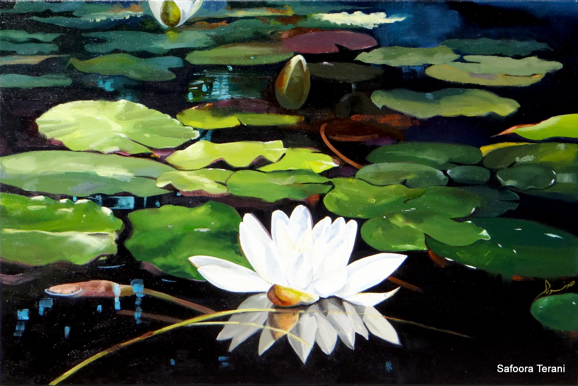 Water Lily